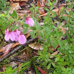 Tetratheca thymifolia