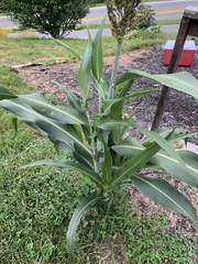 Sorghum bicolor