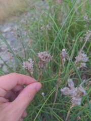 Allium schoenoprasum