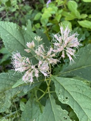 Eutrochium purpureum