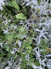 Fallopia