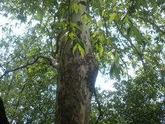 Platanus wrightii