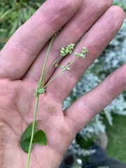 Fallopia
