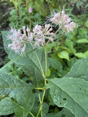 Eutrochium purpureum