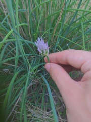 Allium schoenoprasum