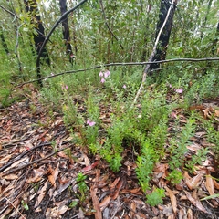 Tetratheca thymifolia