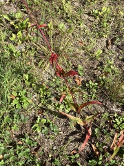 Rumex sanguineus