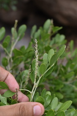 Dermatophyllum secundiflorum
