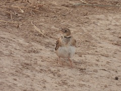Melanocorypha calandra