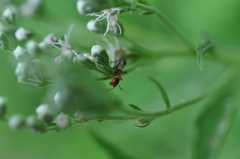 Pseudomyrmex gracilis