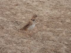 Melanocorypha calandra