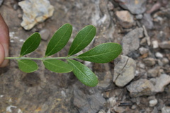 Dermatophyllum secundiflorum