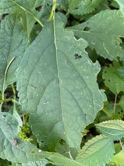 Eutrochium purpureum