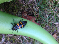 Nicrophorus tomentosus