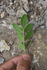 Dermatophyllum secundiflorum