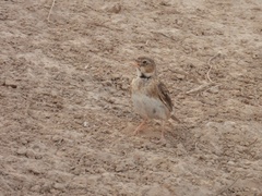 Melanocorypha calandra