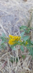 Solidago velutina