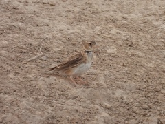 Melanocorypha calandra