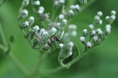 Pseudomyrmex gracilis