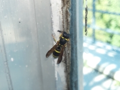 Ancistrocerus adiabatus