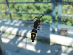 Ancistrocerus adiabatus