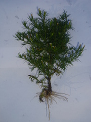 Tagetes filifolia