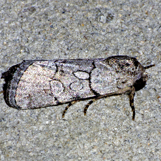 Sympistis sectiloides