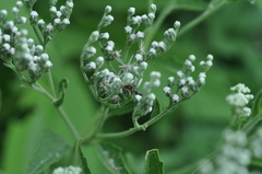 Pseudomyrmex gracilis