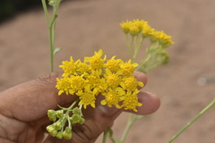 Hymenothrix wislizeni