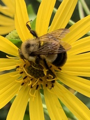 Bombus affinis