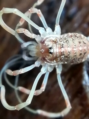Paroligolophus agrestis