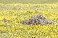 Athene noctua