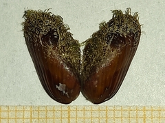 Gregariella petagnae