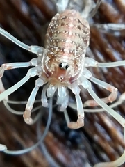 Paroligolophus agrestis