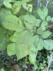 Ulmus rubra