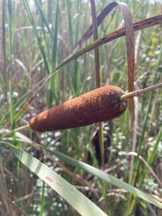 Typha angustifolia