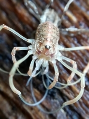 Paroligolophus agrestis