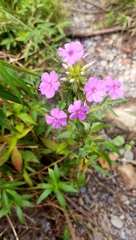 Phlox maculata