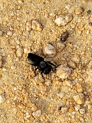 Megachile xylocopoides