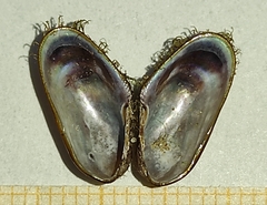 Gregariella petagnae