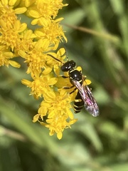 Philanthus lepidus