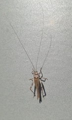 Svistella bifasciata