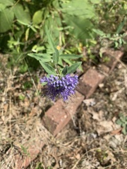 Caryopteris