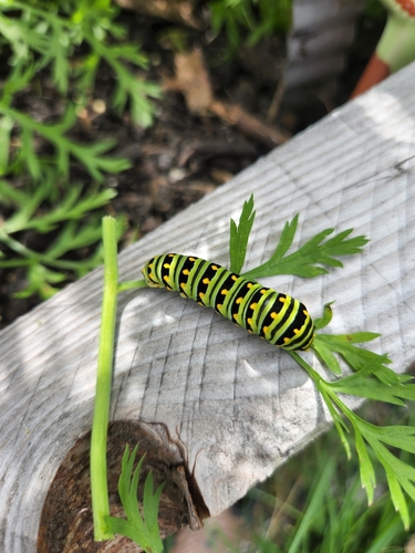 Black swallowtail