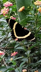 Papilio garamas garamas