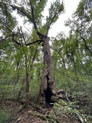 Liriodendron tulipifera