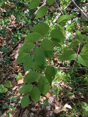 Symphoricarpos orbiculatus