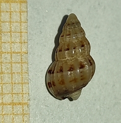 Tritia incrassata