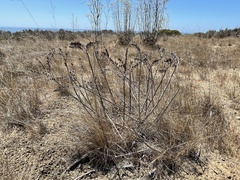 Dudleya lanceolata