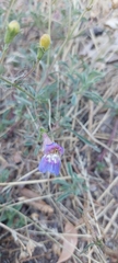 Penstemon laetus